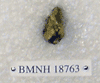BMNH 18763
