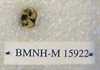 BMNH-M 15922