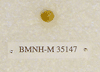 BMNH-M 35147