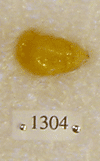 BP 1304