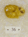 BP 36