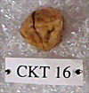 CKT 16