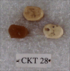 CKT 28