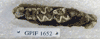 GPIF 1652