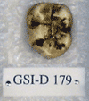 GSI-D 179