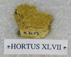HORTUS XLVII