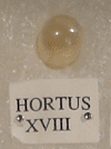 HORTUS XVIII