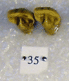IPS 35