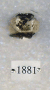KNM-CA 1881