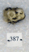 KNM-CA 387