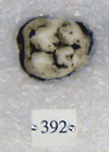 KNM-CA 392
