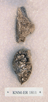 KNM-ER 1811