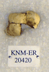 KNM-ER 20420