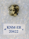 KNM-ER 20422