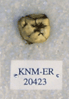 KNM-ER 20423