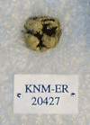 KNM-ER 20427