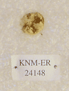 KNM-ER 24148