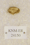 KNM-ER 24150
