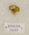 KNM-ER 24155