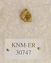 KNM-ER 30747