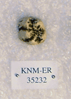 KNM-ER 35232