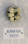 KNM-ER 35233