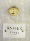 KNM-ER 35237