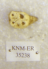 KNM-ER 35238