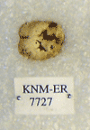KNM-ER 7727