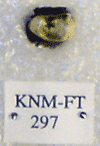KNM-FT 297