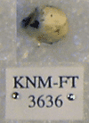 KNM-FT 3636