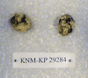 KNM-KP 29284