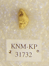 KNM-KP 31732