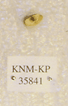 KNM-KP 35841