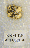 KNM-KP 35842