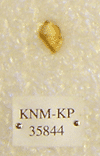 KNM-KP 35844
