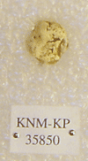 KNM-KP 35850