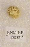 KNM-KP 35852