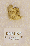KNM-KP 37522