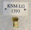 KNM-LG 1393