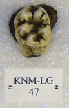 KNM-LG 47