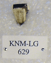 KNM-LG 629