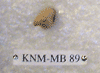 KNM-MB 89