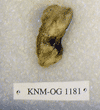 KNM-OG 1181
