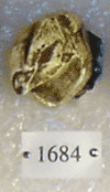 KNM-RU 1684