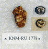KNM-RU 1778