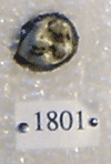 KNM-RU 1801