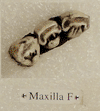 KRAPINA 50 (MAXILLA F)