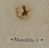 KRAPINA 56 (mandible F)