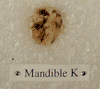 KRAPINA 60 (mandible K)